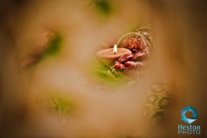 Indian wedding photography London